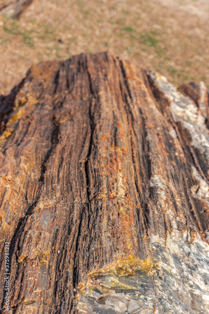 Not wood, not rock, not vegetation - Petrified National Forrest, AZ, USA Not wood, not rock, not vegetation - Petrified National Forrest, AZ, USA