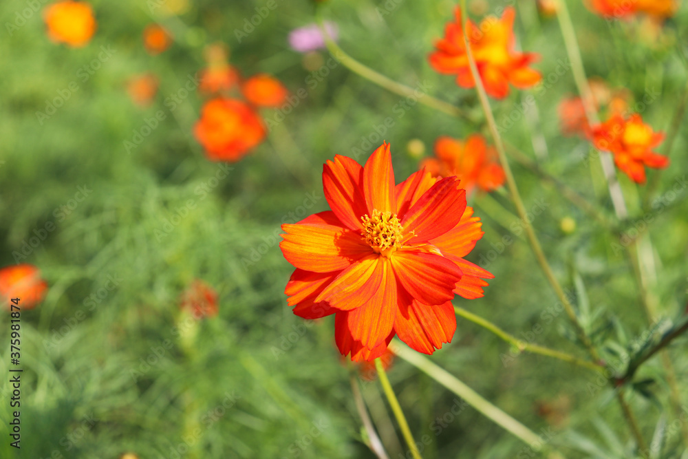 red  cosmos flower