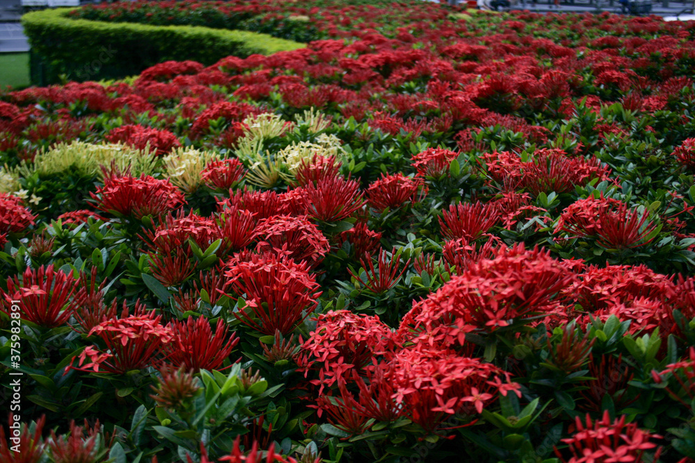 nature red flowers green beautiful