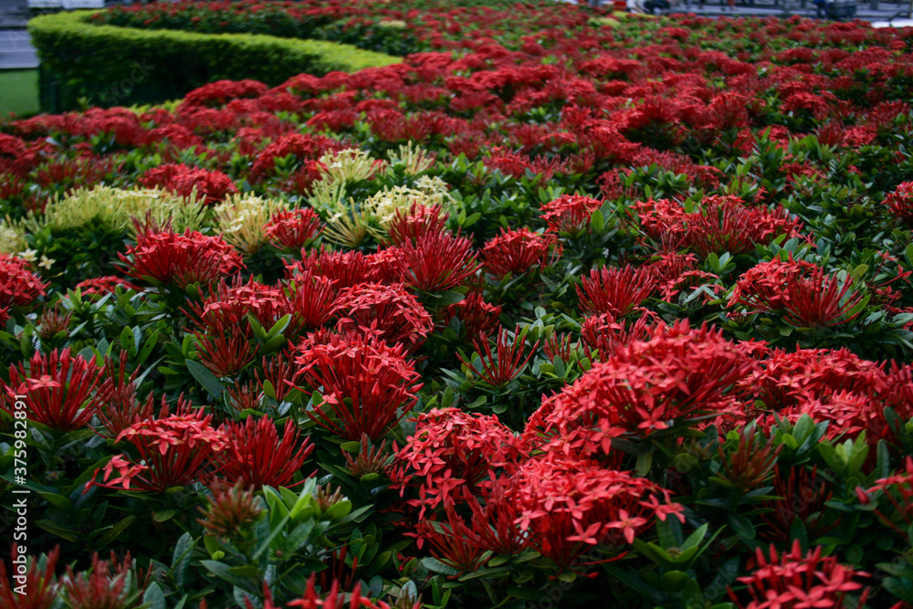nature red flowers green beautiful nature red flowers green beautiful