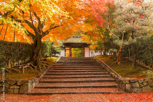 Autumn leaves in Kyoto 