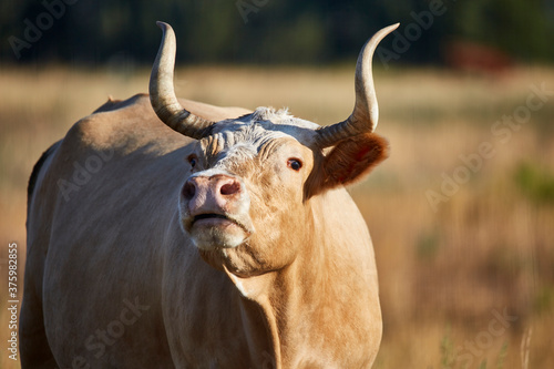 Close up of a Female Criollo Cow