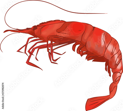 新鮮で生きのいい海老のイラスト
