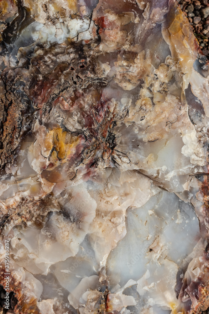 Quartz, wood and lime packed under the earth in millions of years at the Petrified National Forrest, AZ, USA Quartz, wood and lime packed under the earth in millions of years at the Petrified National Forrest, AZ, USA