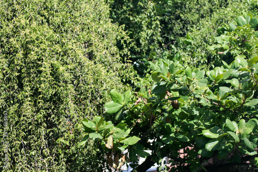 tree abstract green nature summer