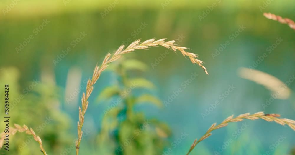 Lolium perenne or perennial ryegrass fluttering in wind in nature background Lolium perenne or perennial ryegrass fluttering in wind in nature background