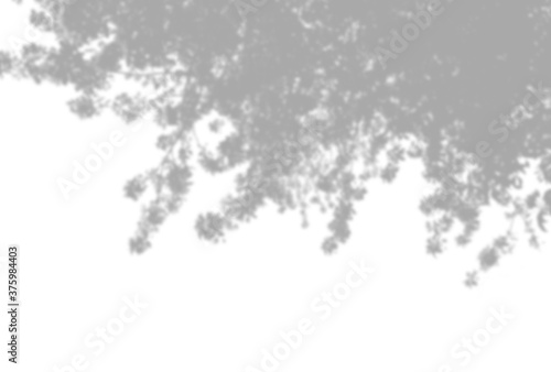 Summer background of plant shadows. Shadow of tree leaves on a white wall. White and black to overlay a photo or mockup