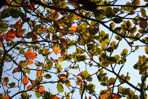 tree blue sky golden autumn leafs
