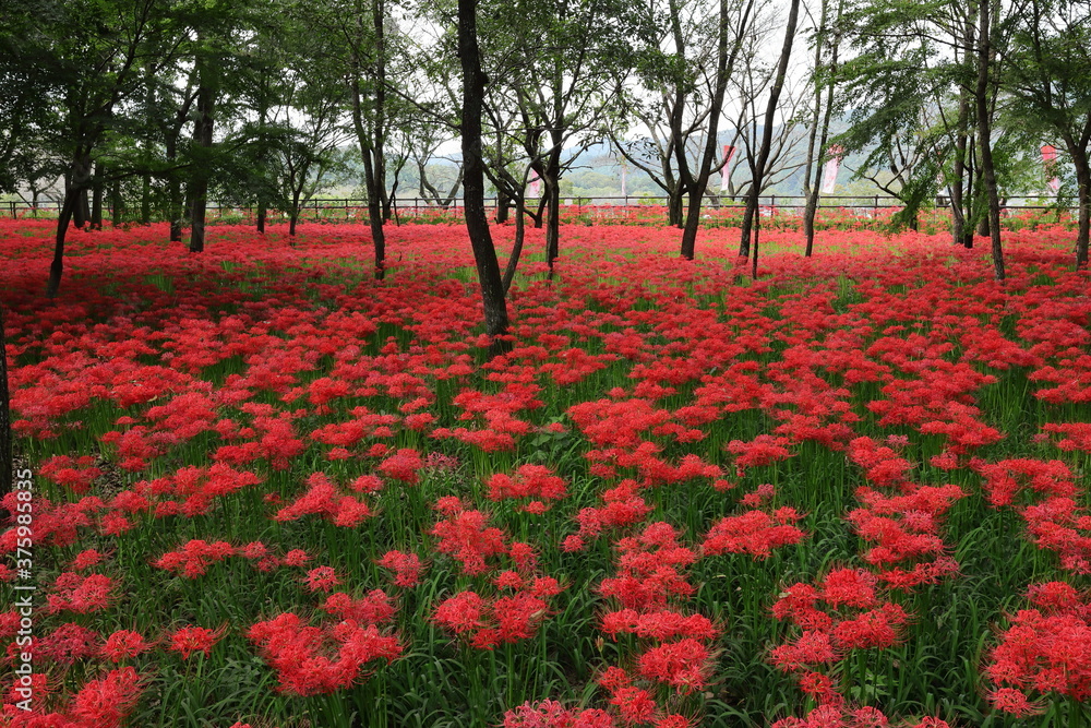 巾着田の彼岸花