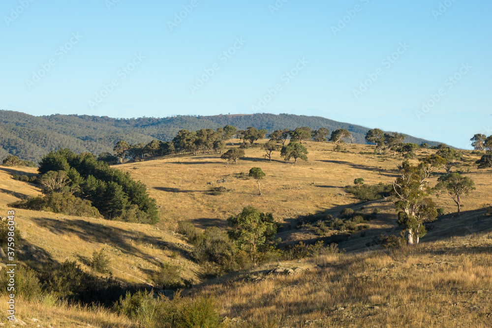 Rolling hills with dry grass, in-front of a clear blue sky