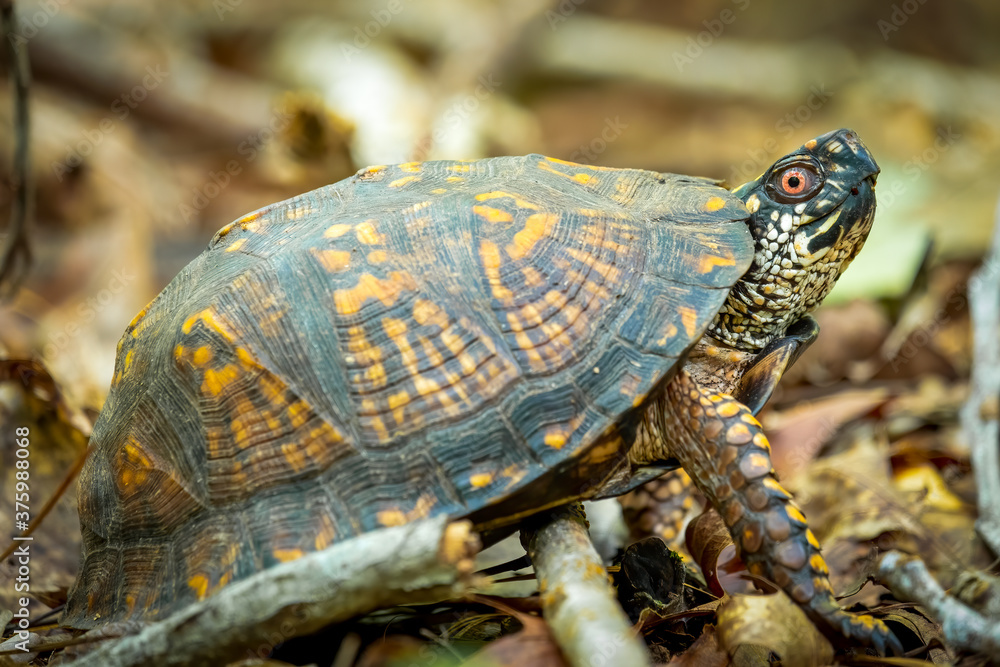An Eastern Box Turtle in the forest. Raleigh, North Carolina.