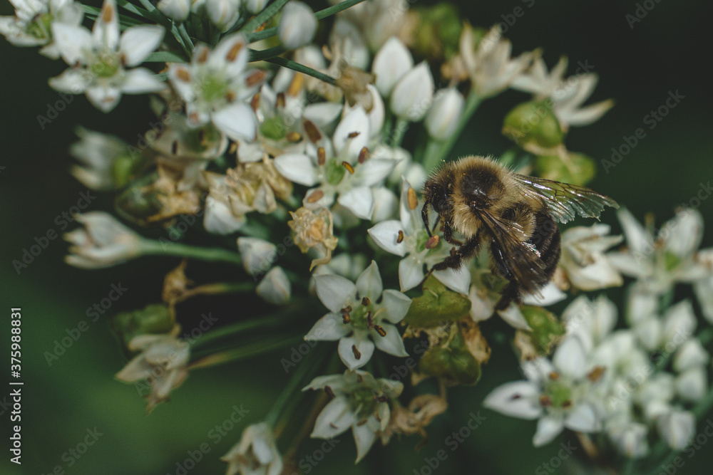 Bumblebee on flower