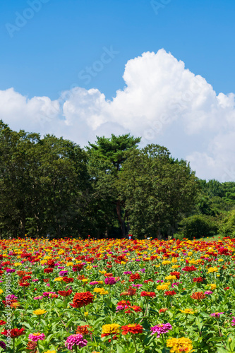Wallpaper Mural ひたち海浜公園のジニア花畑 Torontodigital.ca