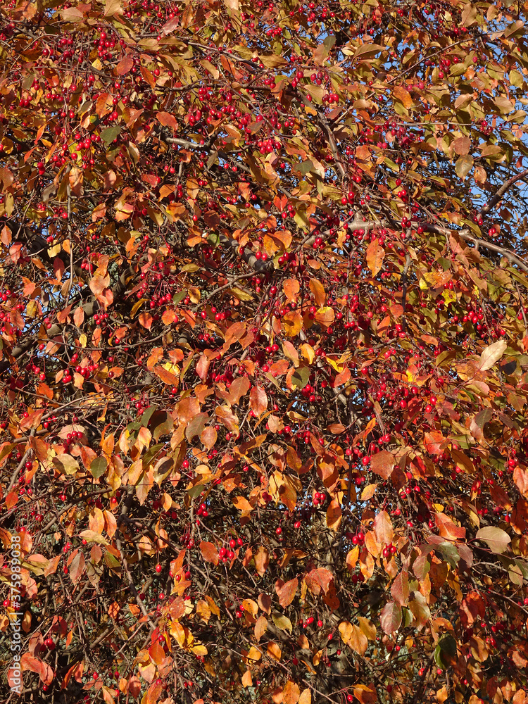 small red decorative paradise apples and autumn leaves against the blue sky, selective focus small red decorative paradise apples and autumn leaves against the blue sky, selective focus
