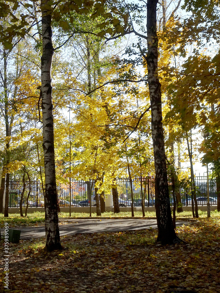 Fototapeta premium maple, autumn maple foliage against the sky, selective focus.