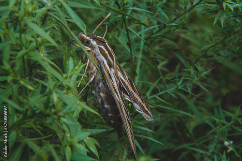 Moth resting in bushes.