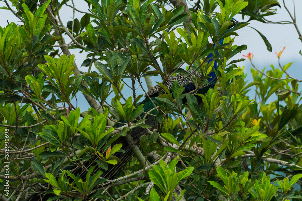 Peacock sitting alone the tree