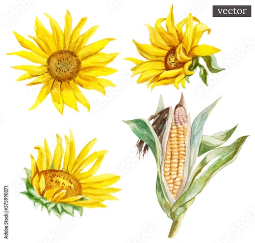Set of vector watercolor painted sunflowers and corn, isolated on white background.