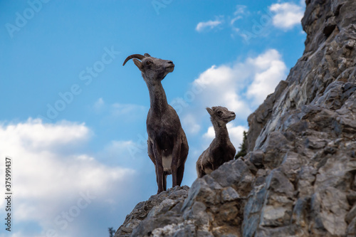 Mountain Sheep on a Rocky Cliff. Mother and her Baby. Taken in Northern British Columbia, Canada. © edb3_16