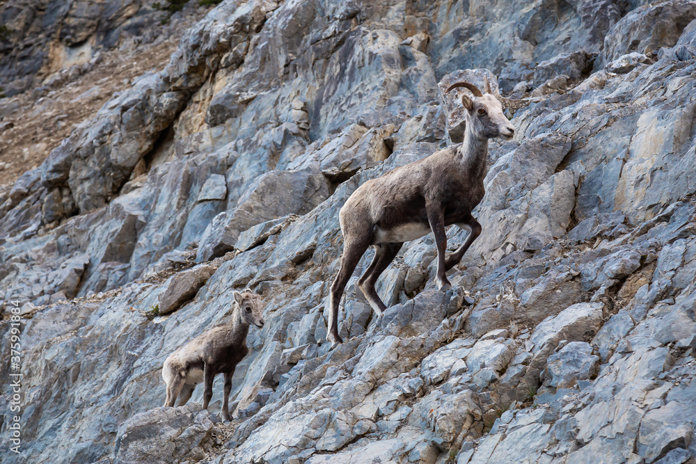 Mountain Sheep on a Rocky Cliff. Mother and her Baby. Taken in Northern British Columbia, Canada. Mountain Sheep on a Rocky Cliff. Mother and her Baby. Taken in Northern British Columbia, Canada.