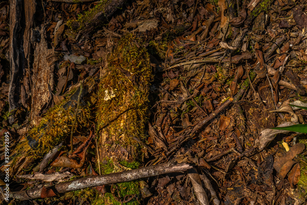 Fototapeta premium old tree trunk