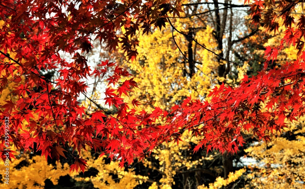 紅色の秋