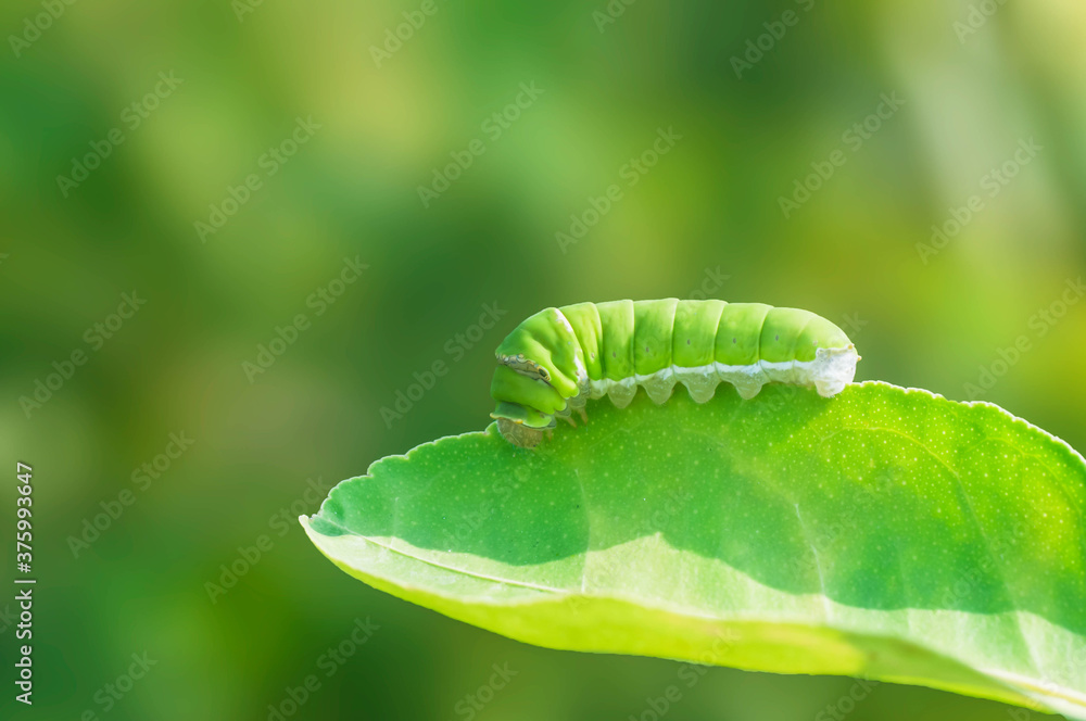 Fototapeta premium close up of a green leaf