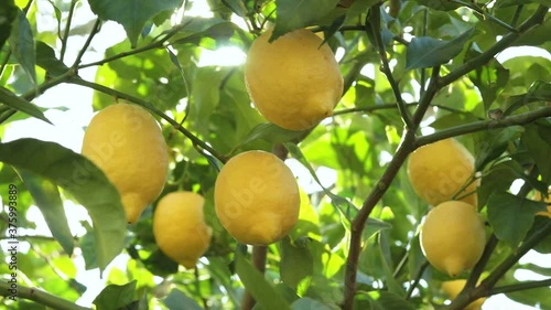Detail of lemon tree with ripe lemons ready to harvest and consume.