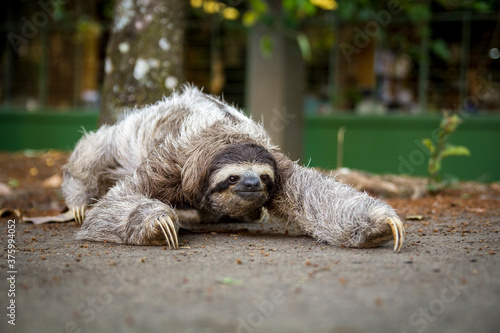 Three-toed sloth in Costa Rica. Animal of the tropical forest.  photo