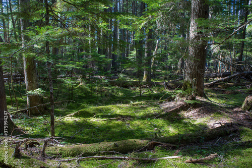 Priest Lake Landscapes