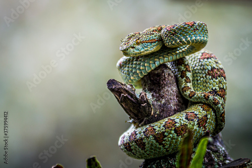 Bothriechis supraciliaris, Blotched palm-pit viper, venomous green arboreal snake. photo