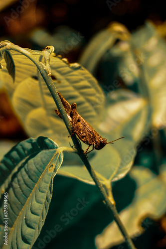 Oedaleus Infernalis is the scientific name for this insect belonging to grasshopper family. photo