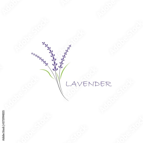 Fototapeta Naklejka Na Ścianę i Meble -  Fresh Lavender flower logo vector