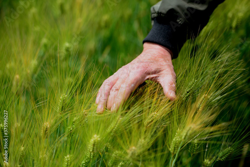 a fond memory of green barley