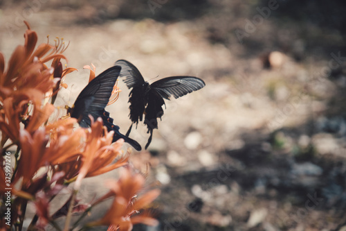 Wallpaper Mural つがいのクロアゲハ Torontodigital.ca