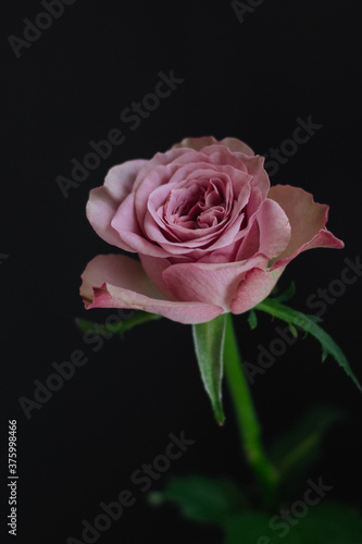 single pink rose © Mami