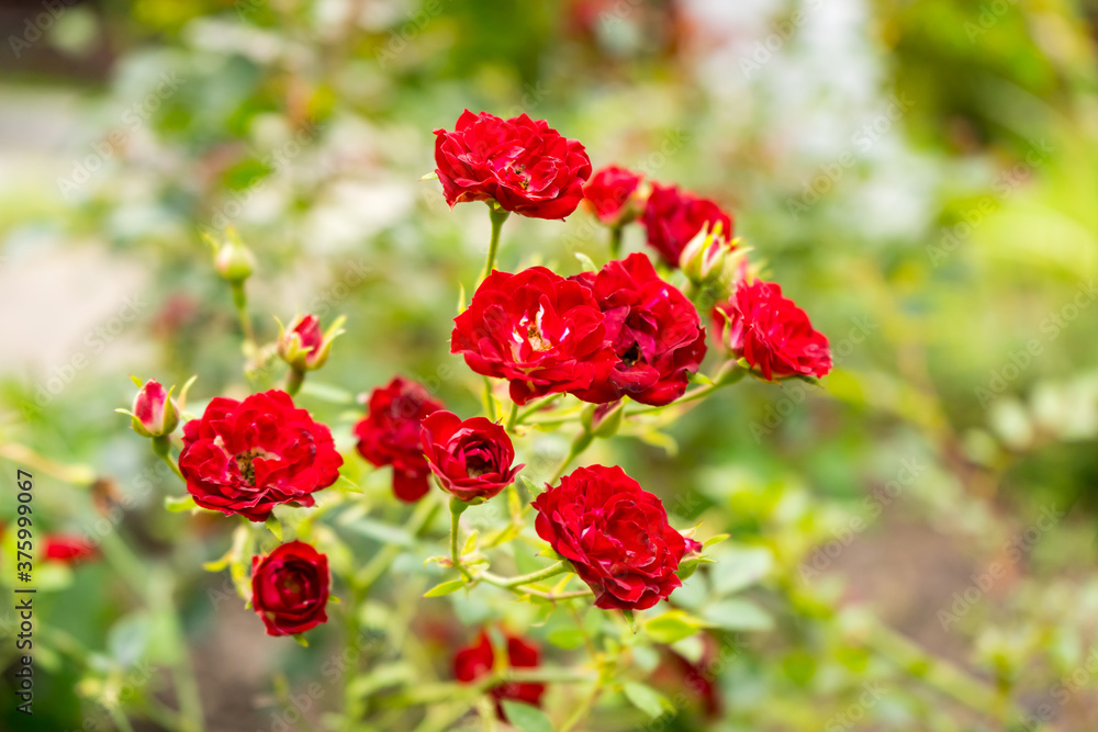 Bush of small red roses in the garden