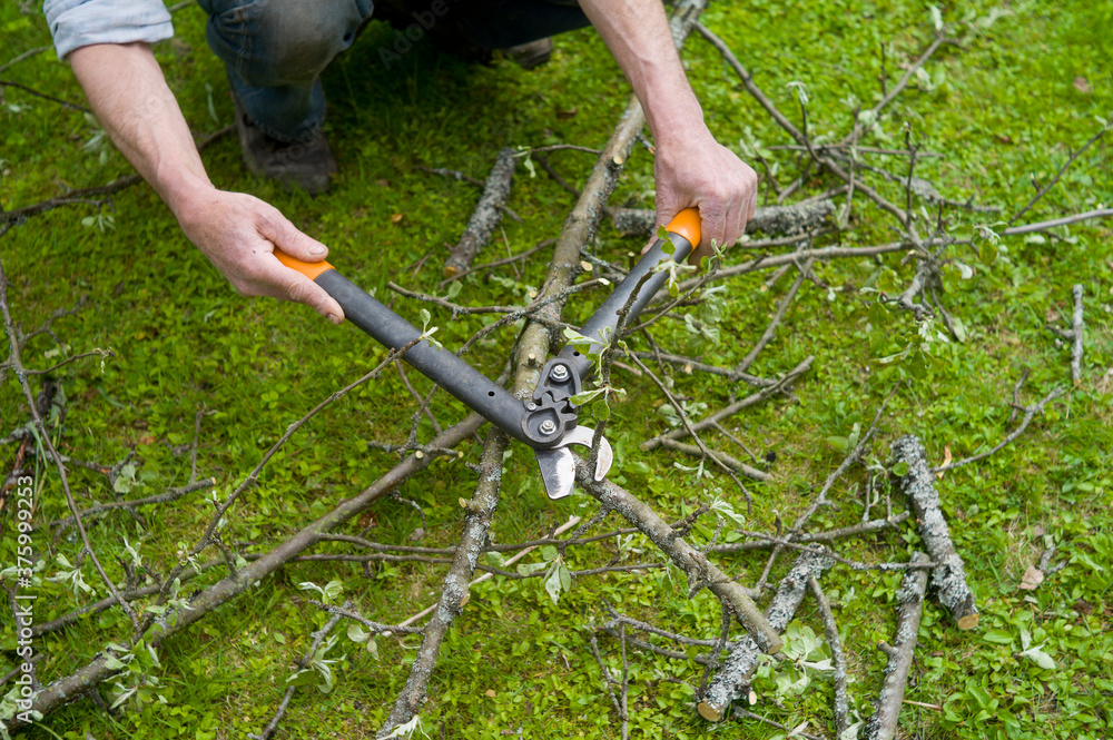 Obraz premium Cutting branches i with a garden scissors