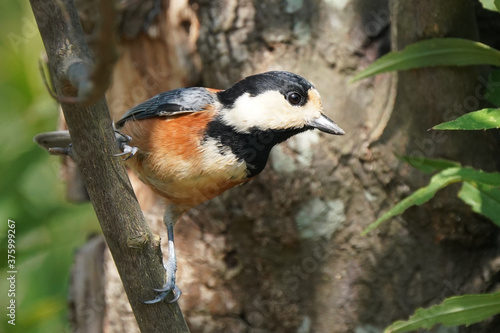 varied tit on branch