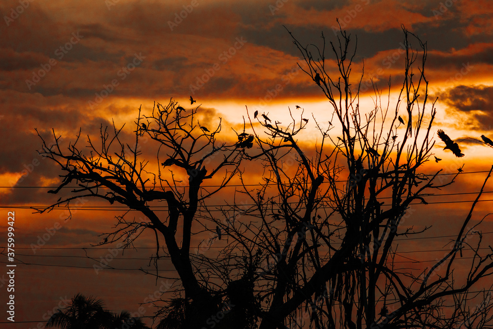 sunset in the forest. Birds on dry tree branches with dramatic orange color sky in background