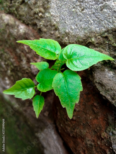 litel tree
 photo