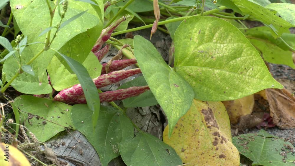 red bean pod in sunny illuminated natural ambiance. Cranberry beans