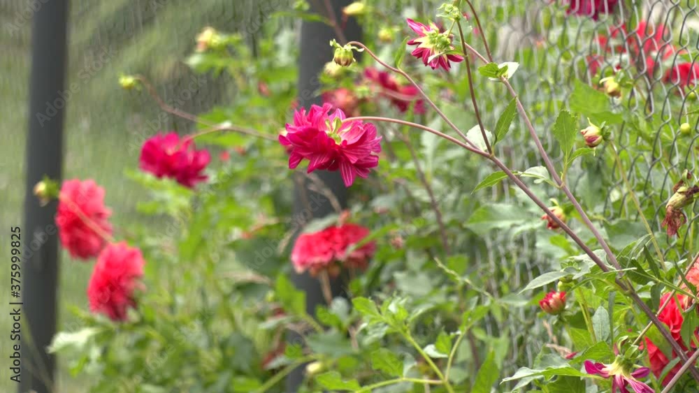 Red Dahlia flower, closeup dahlia flower in full bloom in the garden.
Red Dahlia flower, closeup dahlia flower in full bloom in the garden.