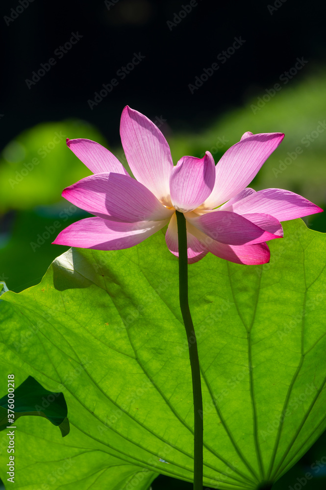 Beautiful Lotus in full bloom in summer Beautiful Lotus in full bloom in summer