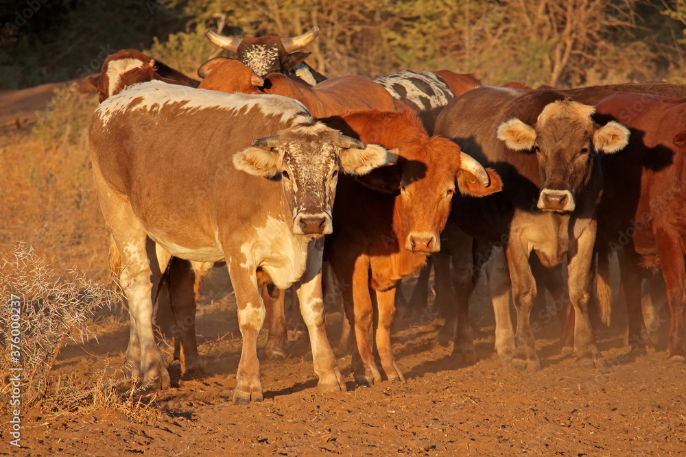 Small herd of free-range cattle on a rural farm of Northern Namibia. Small herd of free-range cattle on a rural farm of Northern Namibia.