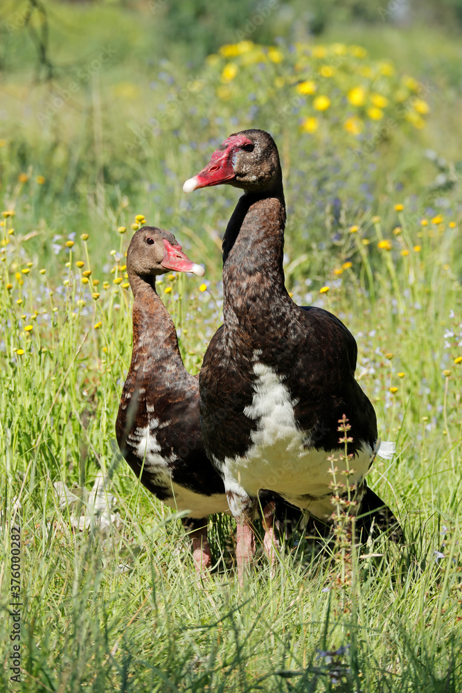 A pair of spur-winged geese (Plectropterus gambensis) in natural habitat, South Africa. A pair of spur-winged geese (Plectropterus gambensis) in natural habitat, South Africa.