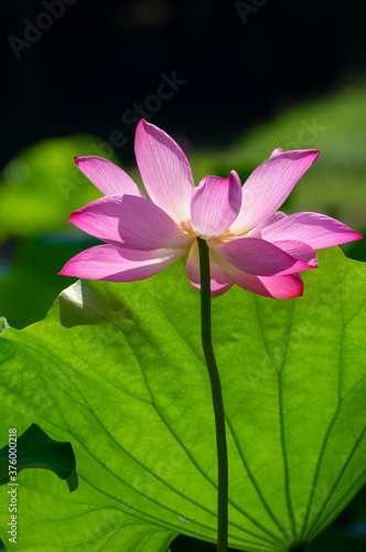 Beautiful Lotus in full bloom in summer