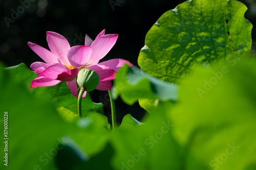 Beautiful Lotus in full bloom in summer