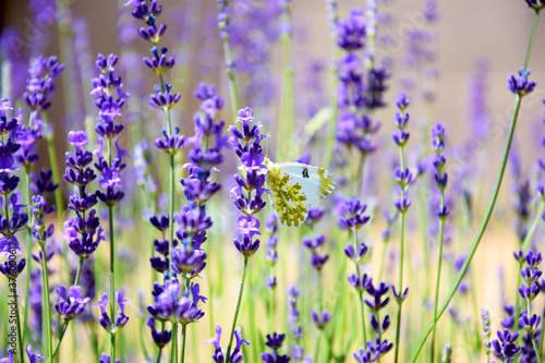 lavender flowers in the garden with butterfly 