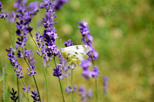 lavender flowers in the garden with butterfly